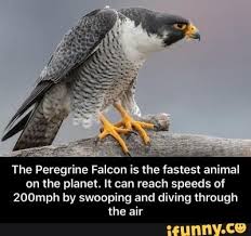 The Peregrine Falcon Is The Fastest Animal On The Planet It Can Reach Speeds Of Zoomph By Swooping And Diving Through The Air The Peregrine Falcon Is The Fas Peregrine