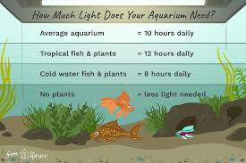 Marimo moss balls are one of the best aquarium plants for bettas and are widely available from good fish stores and online. Adjust Aquarium Lighting To Support Plants And Fish