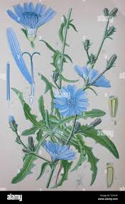 Image result for Cichorium