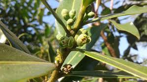 Image result for Warburgia