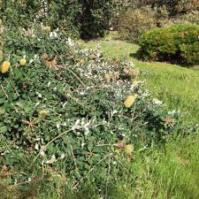 Image result for Boscia integrifolia