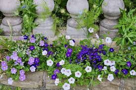 デイジーの育て方 種や苗の植え付け方は おすすめの寄せ植えは horti ホルティ by greensnap デイジー ヒナギク flower 花のある暮らし 花 デイジー 春の庭 雛菊