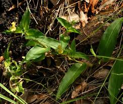 Image result for Commelina africana