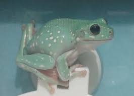 Frog Names Over 500 Best Ideas For Naming Your Pet Frog Petpress Pet care pet health pet behavior & training breed guide pet insurance ask dr. ideas for naming your pet frog
