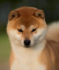 Maybe you would like to learn more about one of these? Japanese Shiba Inu Breeds A To Z The Kennel Club
