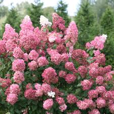 Check spelling or type a new query. Fire Light Panicle Hydrangea Hydrangea Paniculata Proven Winners