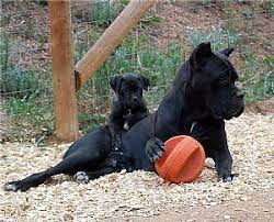 Advice from breed experts to make a safe choice. Cane Corso Puppies For Sale Cane Corso Cane Corso Dog Cane Corso Puppies