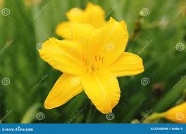 9,225 Yellow Daylily Stock Photos