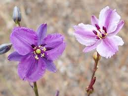 What flowers can you eat australia. Five Bush Tucker Treats To Try Greening Australia Greening Australia
