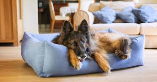 Dog Beds » Medrego
