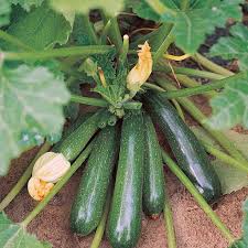 Make sure plants receive an inch of water per week. Squash Seeds Zucchini Elite Ferry Morse Home Gardening 202 S Washington St Norton Ma 02766