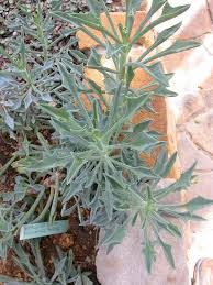 Image result for Senecio kayomborum