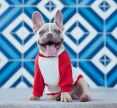 Recognizing their furry fabulousness, here are sweet names to consider for your male frenchie. 500 Ideas For French Bulldog Names The Ultimate Guide