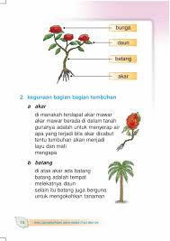 Beberapa spesies bunga mawar dapat menghasilkan buah yang dikenal dengan nama rose hips. Halaman Download Gambar Bunga Mawar Beserta Bagian Bagiannya Gambar Bunga Maw