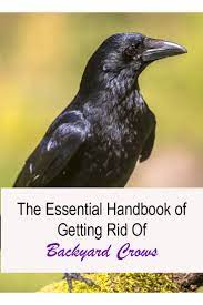 How To Get Rid Of Crows In Your Backyard Reclaim Peace And Quiet 2021 Crow Backyard How To Get Rid Of Birds