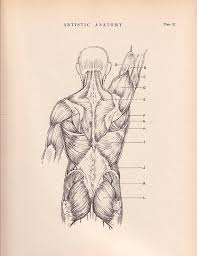 Choose from 500 different sets of flashcards about anatomy back muscles on quizlet. Human Back Muscles Print 9 X 12 Anatomy Drawing By Agedpage From Paul Richer Anatomy Drawing Human Back Drawings