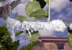 Maybe you would like to learn more about one of these? Woolly Aphid Control How To Get Rid Of Woolly Aphids