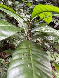 Image result for Pouteria pseudoracemosa