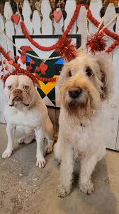 Hairless Rat. Male. 🐭