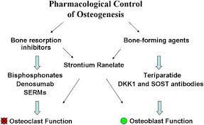 Pharmacological Management Of Osteogenesis Pharmacological Management Osteoclast