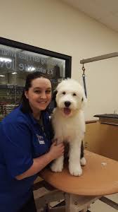 Dog Cat Grooming Services Petsmart Dog Grooming Cat Grooming Dog Haircuts