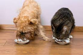 Can Dogs Eat Cat Food Is Cat Food Bad For Dogs Dog Eating Cat Food