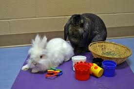 How to properly introduce two rabbits. Bonded Pairs The Importance Of Bunny Relationships Animal Friends Inc