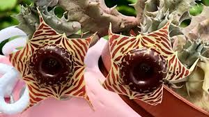 Image result for Huernia zebrina