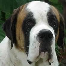 The saint bernard will occasionally appreciate a longer walk or a chance to run free. Puppyfind Saint Bernard Puppies For Sale