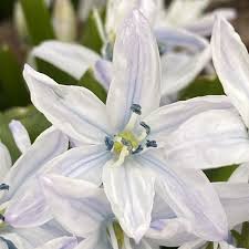 Image result for Equilabium stenophyllum