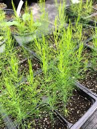 Image result for Asparagus officinalis