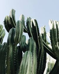Последние твиты от trader joe's takis (@mandapleazee). Beginners Guide To Indoor Plants