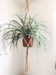 Spider Plant Spider Plants Plants Plant Hanger