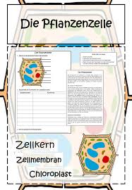 Dann wird in zelle a2 die summe von tabellenblatt 2012 in spalte a gebildet wenn du jetzt den wert in zelle a1 von 2012. Pflanzenzelle Tafelmaterial Informationsblatt Arbeitsblatt Arbeitsauftrag Unterrichtsmaterial Im Fach Biologie Pflanzenzelle Lernen Wortkarte