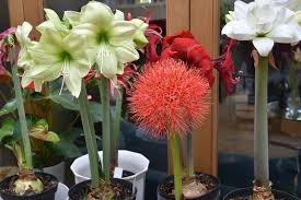 Image result for Scadoxus pole-evansii
