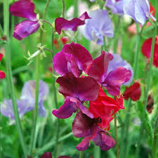 Image result for Lathyrus