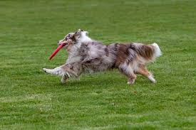 Help the dog training revolution do more and get better access to me to help you with your dog starting at $2 a month! Disc Dog Training How To Teach A Dog To Play Frisbee Official Golden Retriever