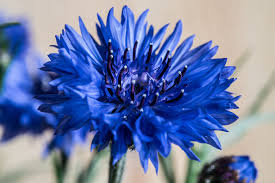 I've yet to figure out what blooms in early june around here (and is deer resistant). July Flower 10 Summer Flowers Uk That Bloom In July