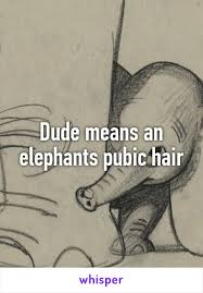 Dude Means An Elephants Pubic Hair