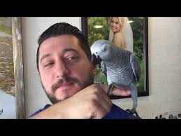 Papagan Kamil Sahibi Ile Nasil Kavga Ediyor Inanamayacaksiniz Youtube Papagan Cok Sirin Hayvanlar Hayvanlar
