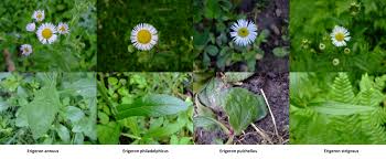 Image result for Oxyanthus strigosus