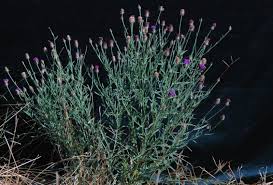 Image result for Vernonia mutimushii