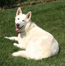 Black And White Husky Shepherd Mix Page Not Found Los Angeles Times Husky Husky Shepherd Mix White Husky