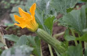 Coltivare la zucchina in vaso: Come Coltivare Le Zucchine Nel Modo Corretto Giardini Nel Mondo