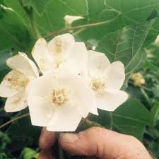 Image result for Dombeya burgessiae