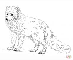 Download printable arctic animals coloring pages to print for free. Get This Arctic Fox Coloring Pages 73192