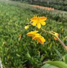 Image result for Polystachya fallax