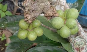 Image result for Garcinia sp. 1.