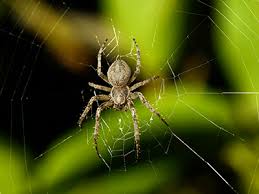 Delmar termite and pest control. Spider Exterminators In Delaware Delmar Termite Pest Control