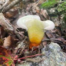 Image result for Ganoderma curtisii